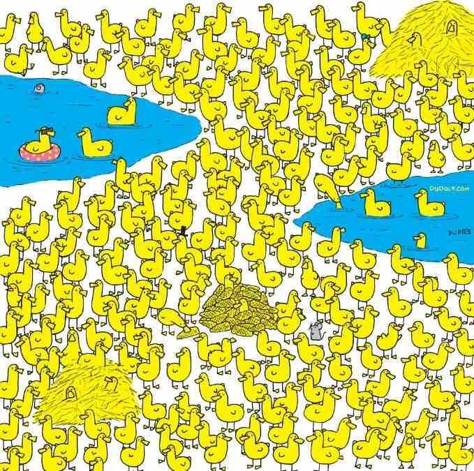 Bara de smartaste hittar kycklingen bland ankungarna på 8 sekunder: nytt pussel / bild av Gergely Dudas Bara de smartaste hittar kycklingen bland ankungarna på 8 sekunder: nytt pussel / bild av Gergely Dudas