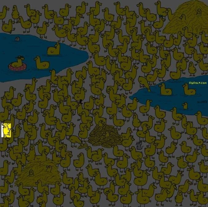 Bara de smartaste hittar kycklingen bland ankungarna på 8 sekunder: nytt pussel / bild av Gergely Dudas Bara de smartaste hittar kycklingen bland ankungarna på 8 sekunder: ett nytt pussel / bild av Gergely Dudas