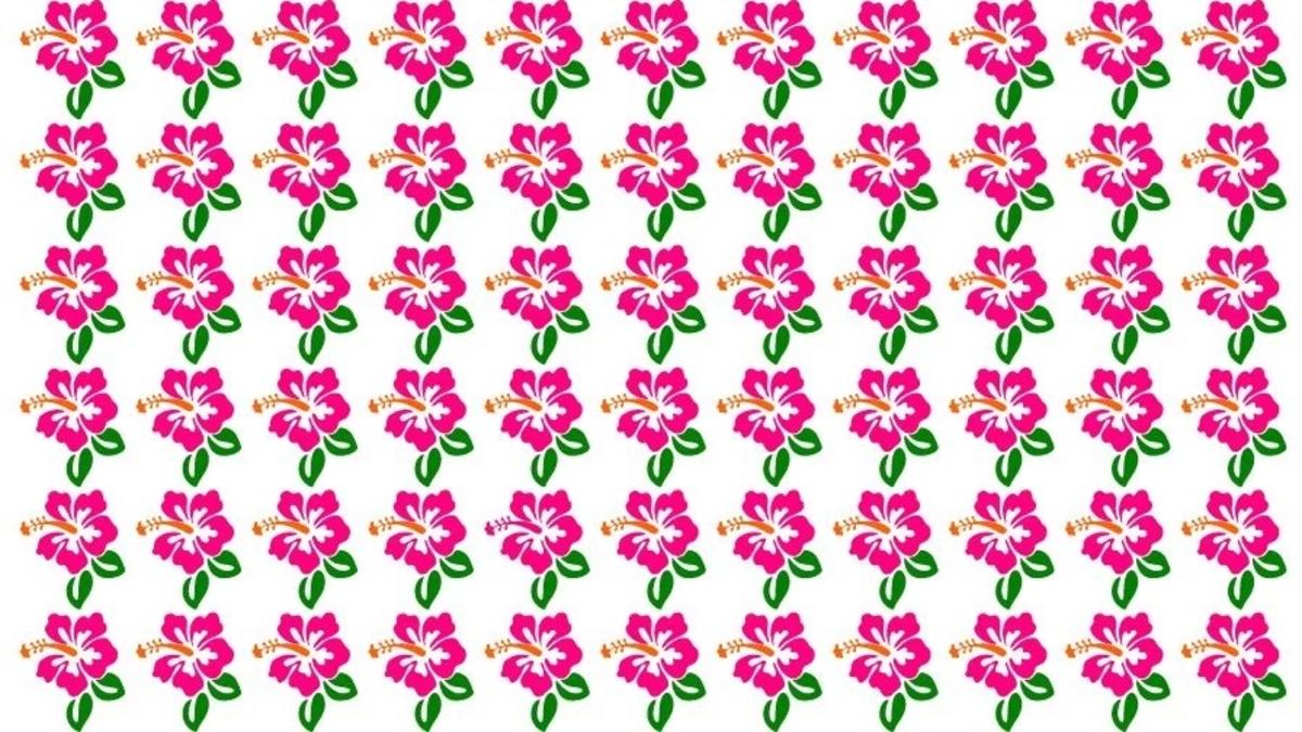 Hitta en ovanlig hibiskus på bilden / foto Fresherslive Hitta den ovanliga hibiskusen på bilden / foto av Fresherslive