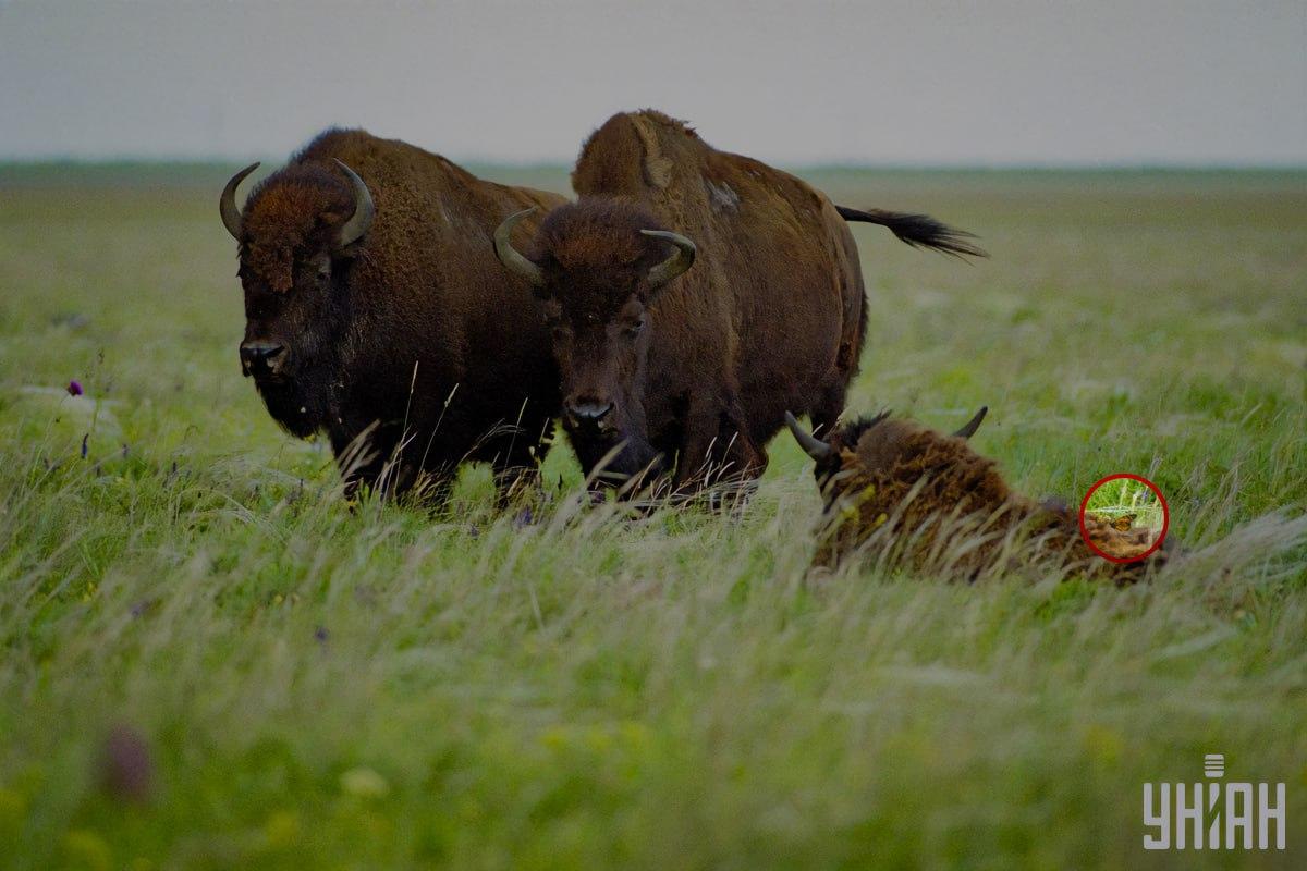 En fjäril satt på en av bisonoxarna / collage med Moje-foto En fjäril satt på en av bisonoxarna / collage med Moje-foto