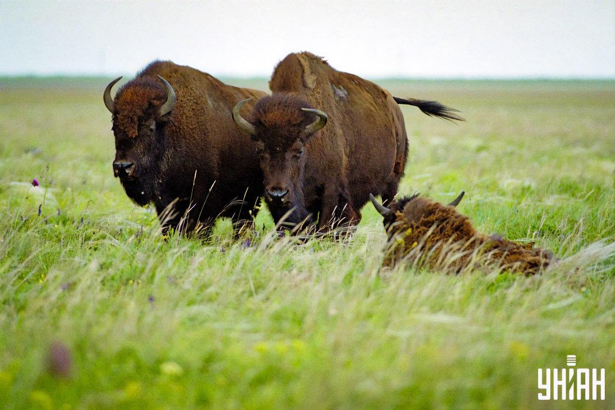 Hitta en fjäril på 8 sekunder / collage med Moje-foto Hitta en fjäril på 8 sekunder / collage med Moje-foto