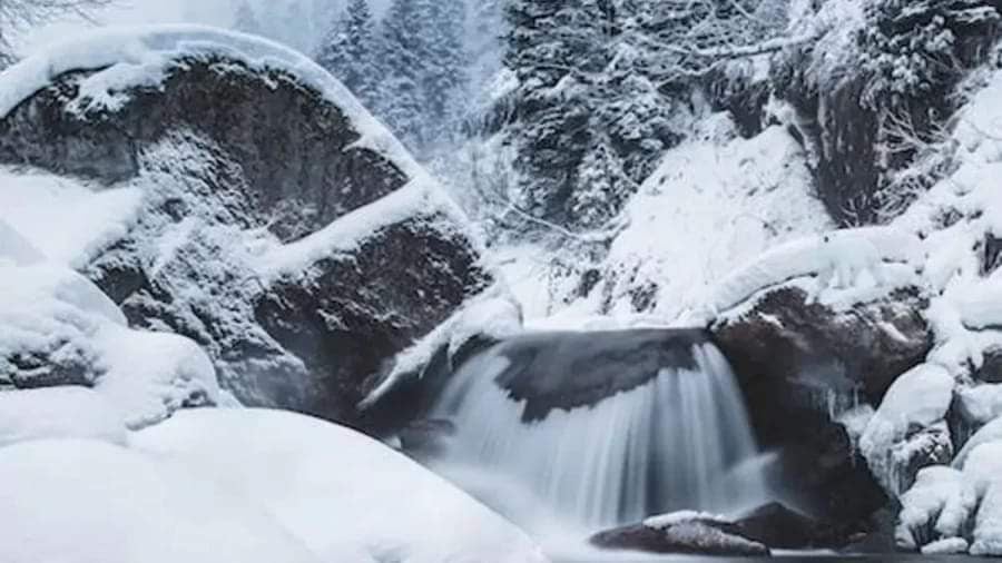 Bara de mest uppmärksamma kan hitta en björn på 8 sekunder: en optisk illusion för genier Endast de mest uppmärksamma kommer att hitta en björn på 8 sekunder: optisk illusion för genier