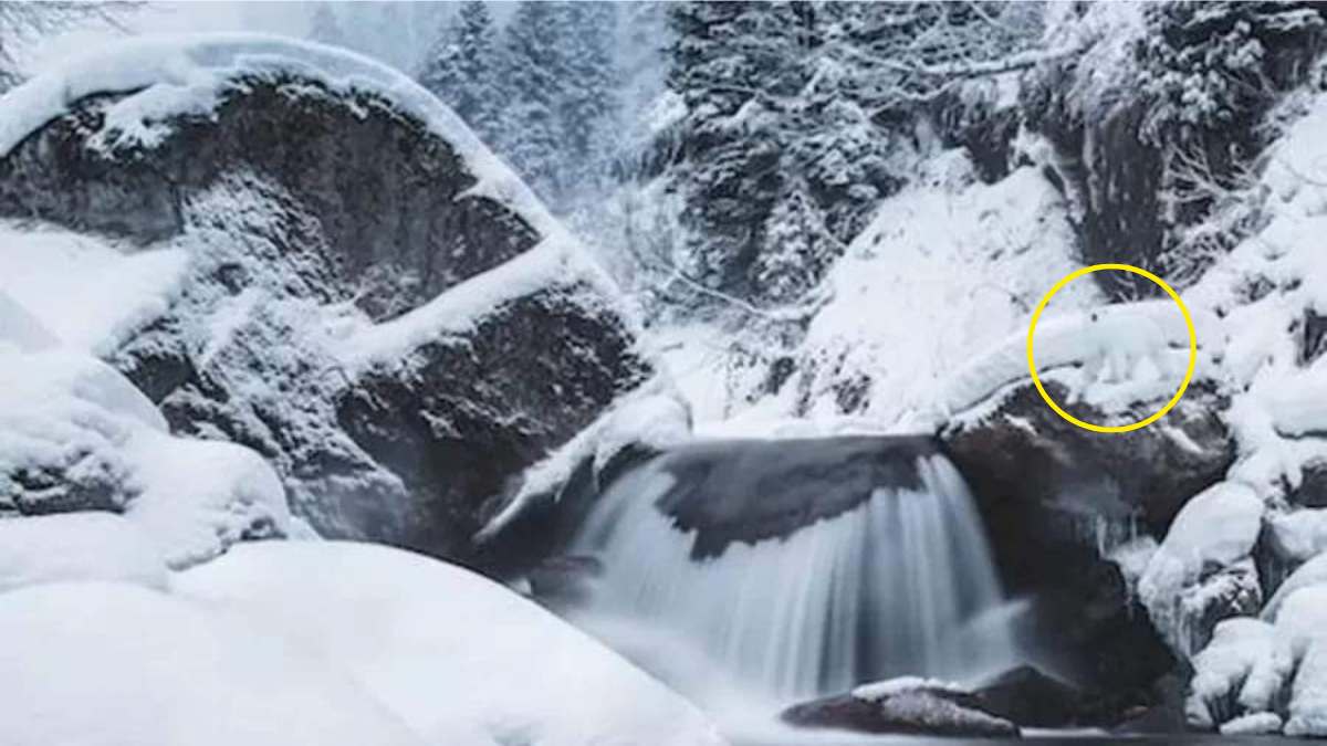 Bara de mest uppmärksamma kan hitta en björn på 8 sekunder: en optisk illusion för genier Endast de mest uppmärksamma kommer att hitta björnen på 8 sekunder: optisk illusion för genier