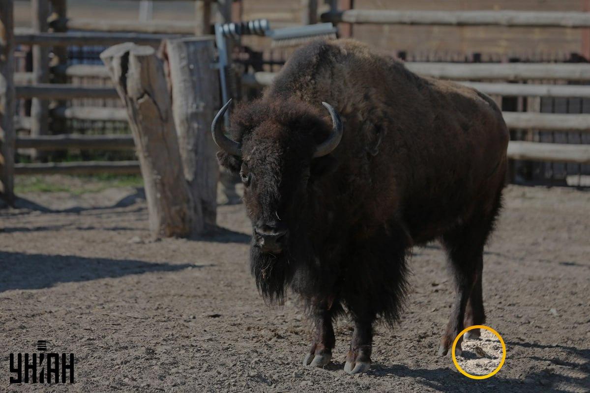 Sparven var inte långt från det vänstra hörnet bild / collage med Moje-foto Sparven var inte långt från det vänstra hörnet av bilden / collage från Moje-foto