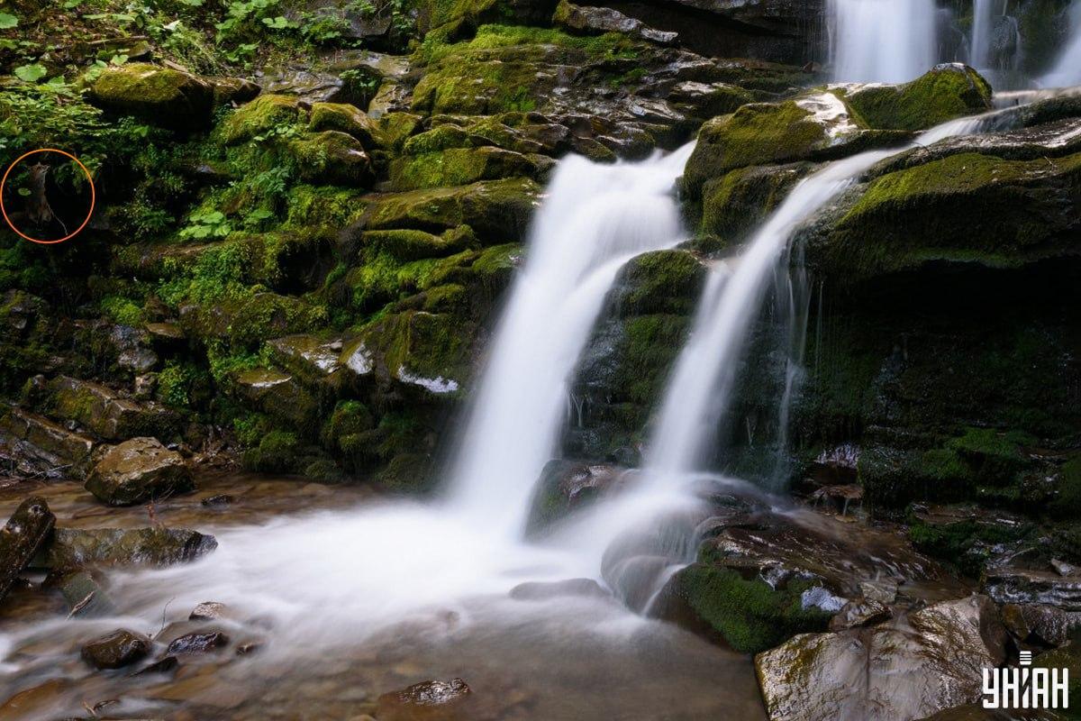 Svaret på pusslet med räven - var exakt djuret gömde sig / collage Moje, foto Moje Svaret på pusslet med räven - var exakt djuret gömde sig / Moje collage, Moje foto