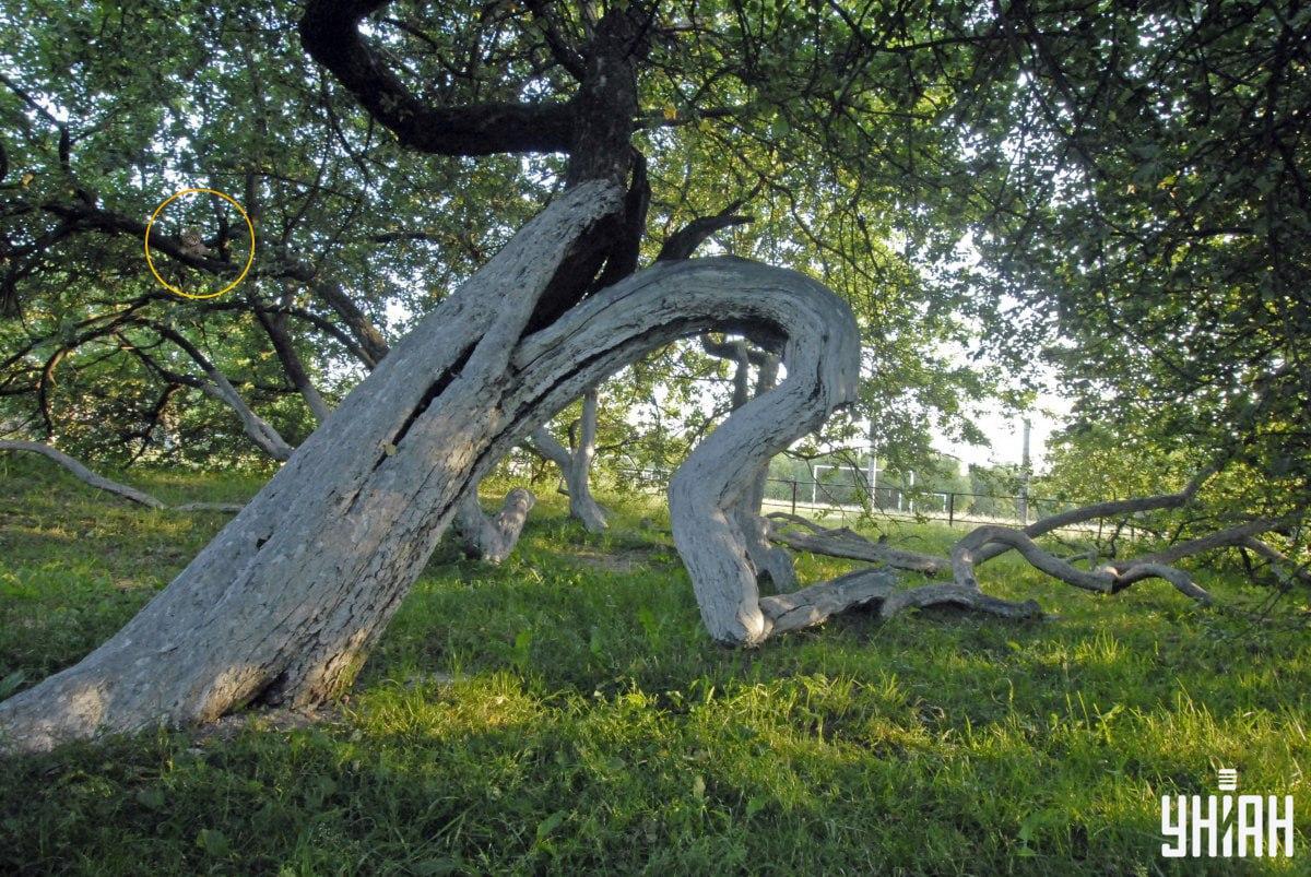 Vår katt ligger på grenarna på ett träd / Moje Collage Vår katt ligger på grenarna på ett träd / Moje Collage