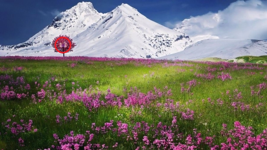 Berg, optisk illustration Berg, optisk illustration