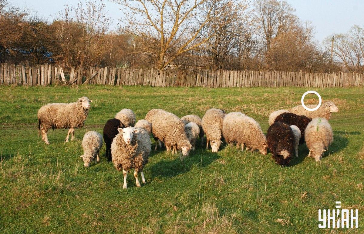 Hunden var på vänster sida av bilden / collage från Moje-foto Hunden var till vänster på bilden / collage från Moje foto