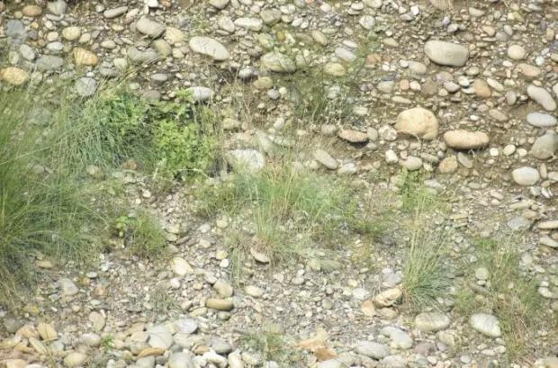 Hitta den gömda ugglan / foto av The Sun / Redit Hitta den gömda ugglan / foto av The Sun / Redit