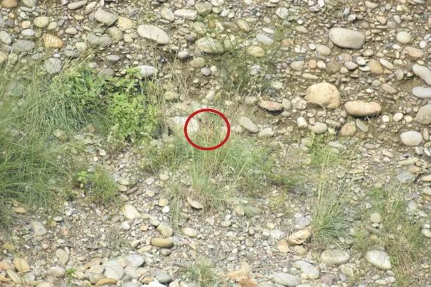 Lösning / foto av The Sun / Redit Lösning / foto av The Sun / Redit