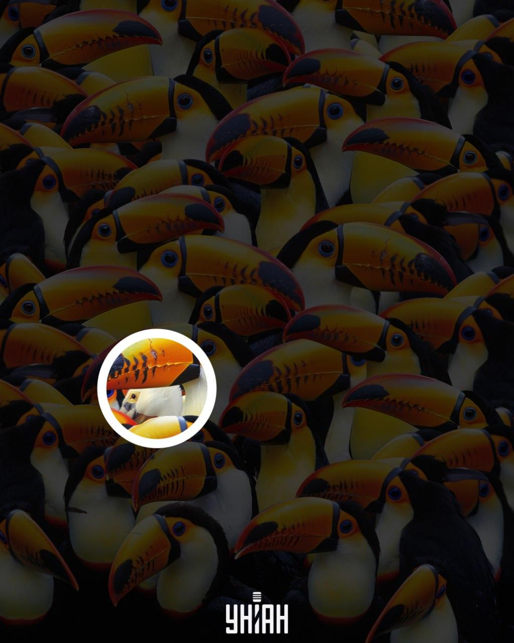 En pelikan befann sig nära bildens mitt / collage Moje Pelikanen befann sig nära mitten av bilden / Moje collage