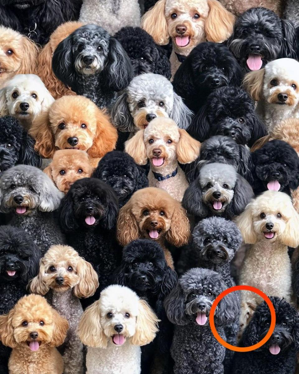 Uppmärksamhet gåta Uppmärksamhet pussel