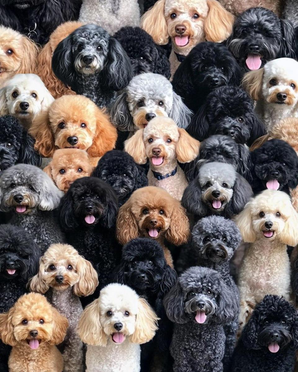 Uppmärksamhet gåta Uppmärksamhetspussel