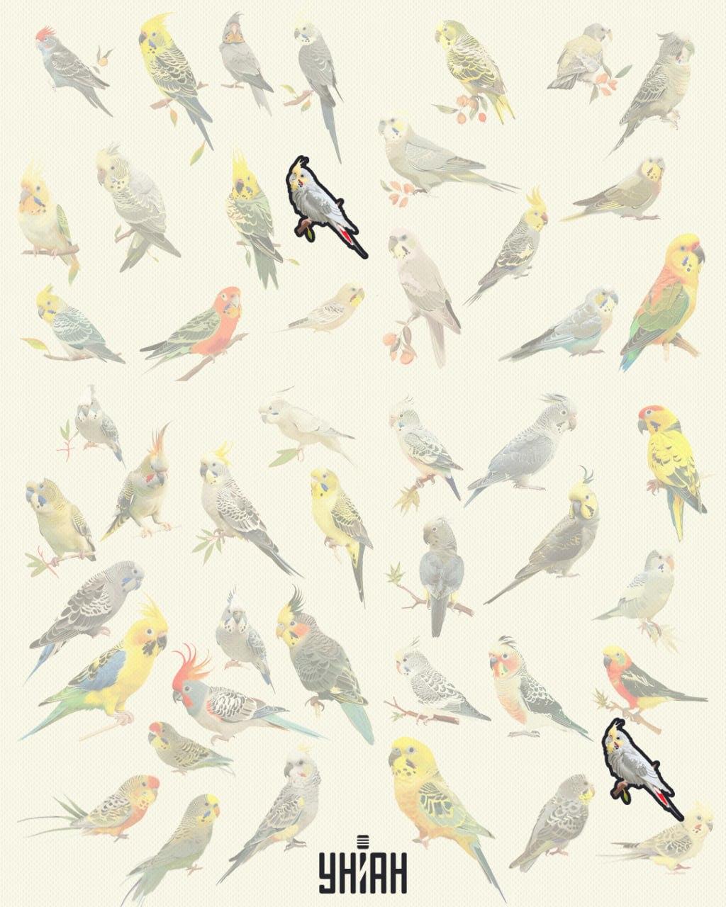 Fåglar av samma fjäder  Fåglarna är desamma