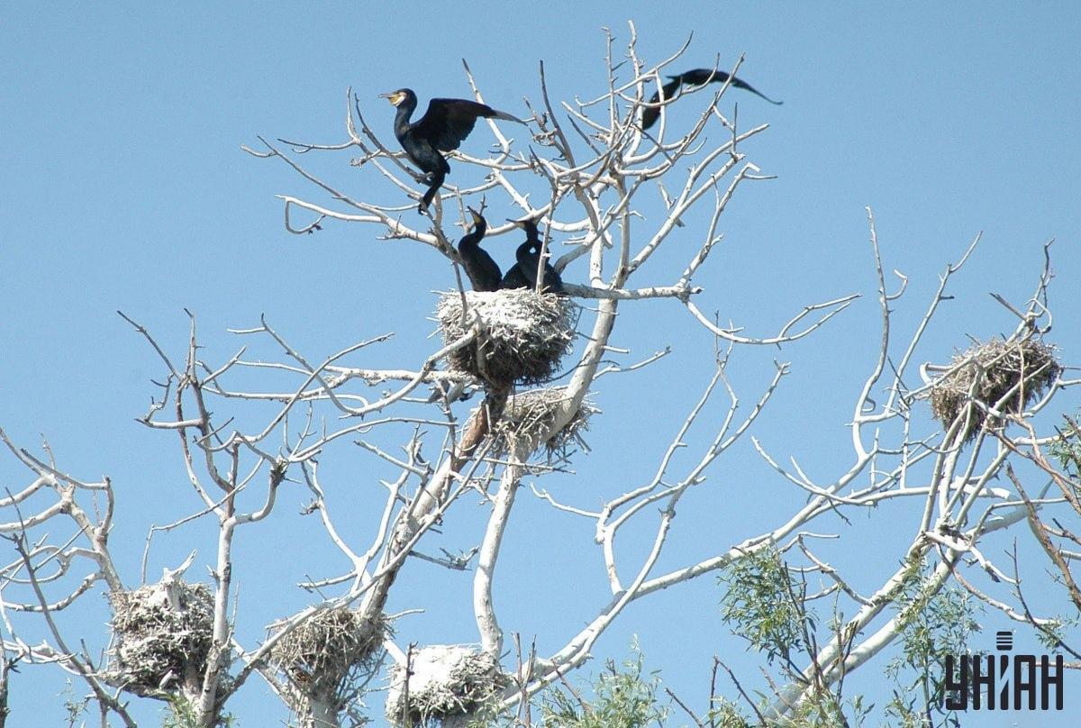 Det tar 9 sekunder att hitta en sparv / Moje fotocollage Det tar 9 sekunder att hitta en sparv / collage med Moje-foto