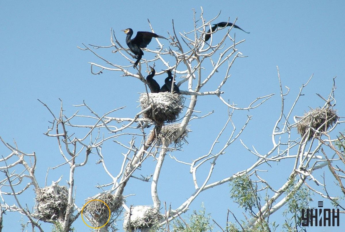 Sparven var gömd längst ner i det visuella pusslet / collage med Moje-foto Sparven var gömd längst ner i det visuella pusslet / Moje fotokollage