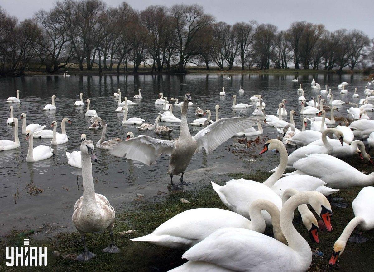 Den kan finnas i vilken del som helst av bilden / Moje Collage Den kan finnas i vilken del som helst av bilden / Moje Collage