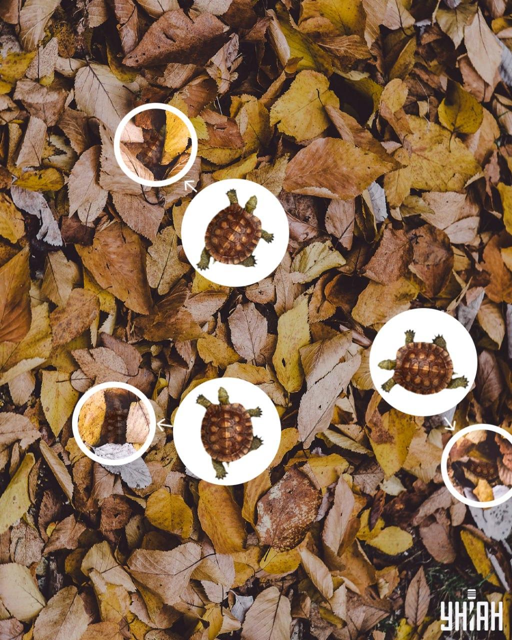 Sköldpaddsskal kan lätt förväxlas med gulnande löv / Moje collage Sköldpaddsskal kan lätt misstas för gulnade löv / collage Moje