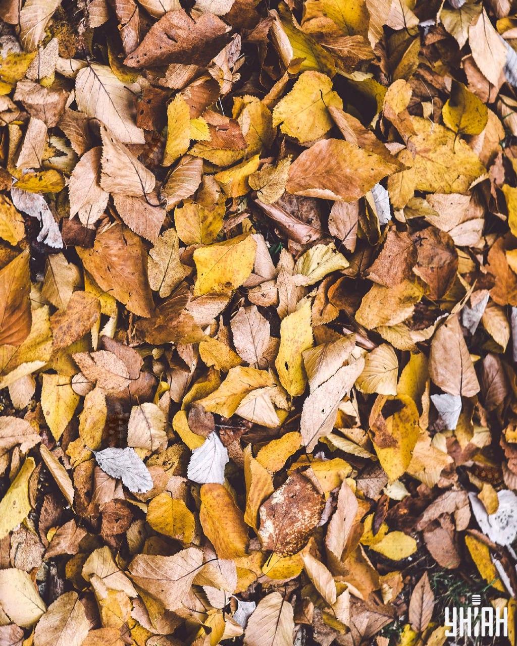 Det är nödvändigt att söka bland sköldpaddornas löv / Moje collage Hitta sköldpaddor bland löven / Moje collage