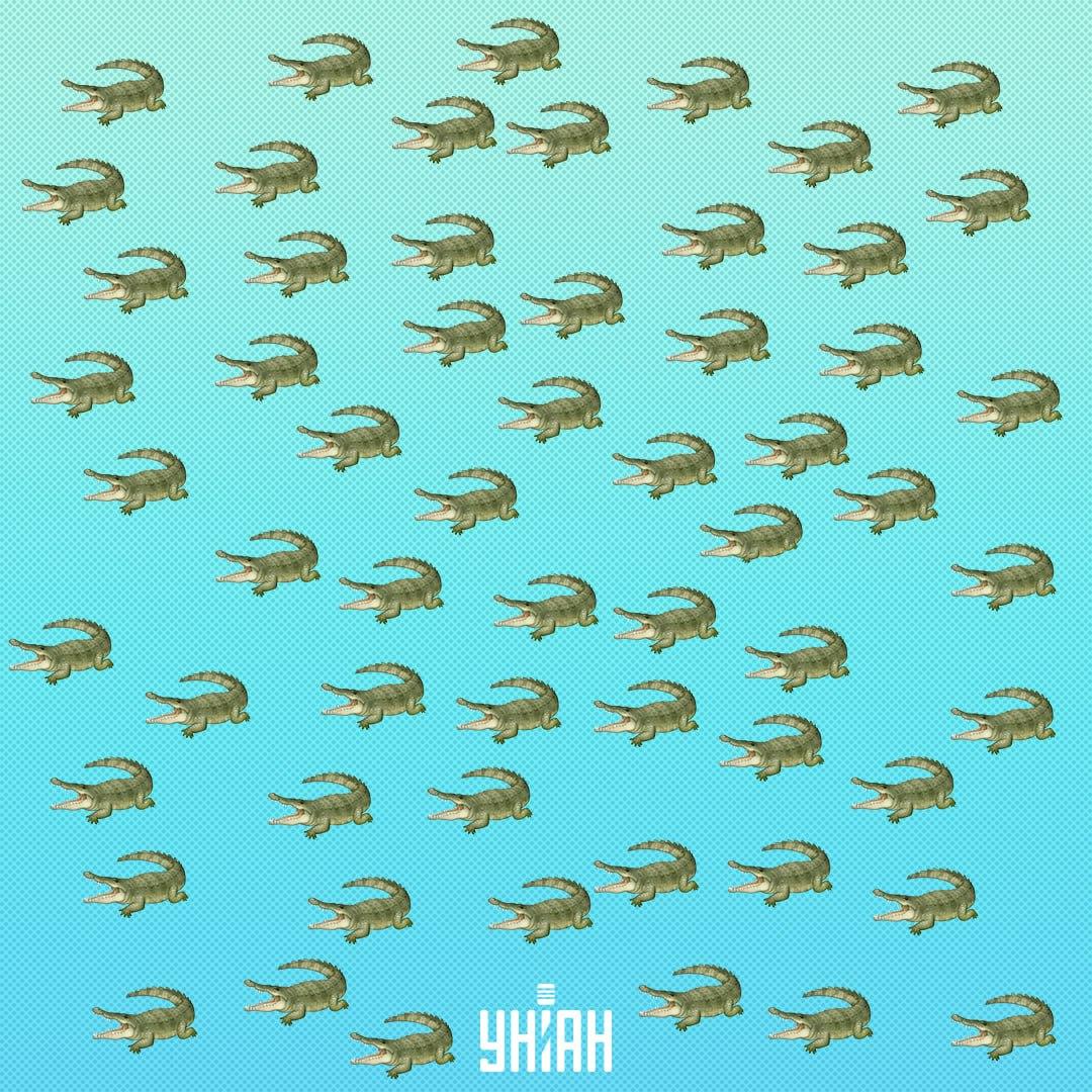 Reptilen gömde sig, men den bör ses om 15 sekunder / Moje Collage Reptilen är dold, men du bör se den om 15 sekunder / Collage Moje