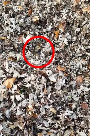 Det korrekta svaret på pusslet  Det korrekta svaret på pusslet