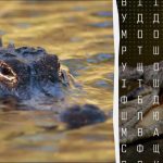 97% av människorna kan inte hitta ordet "krokodil" på 12 sekunder: ett mycket svårt pussel att lösa 97% av människorna kan inte hitta ordet ”krokodil” på 12