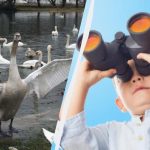 Alla ser chinook-svanar, men bara en unikum hittar en anka