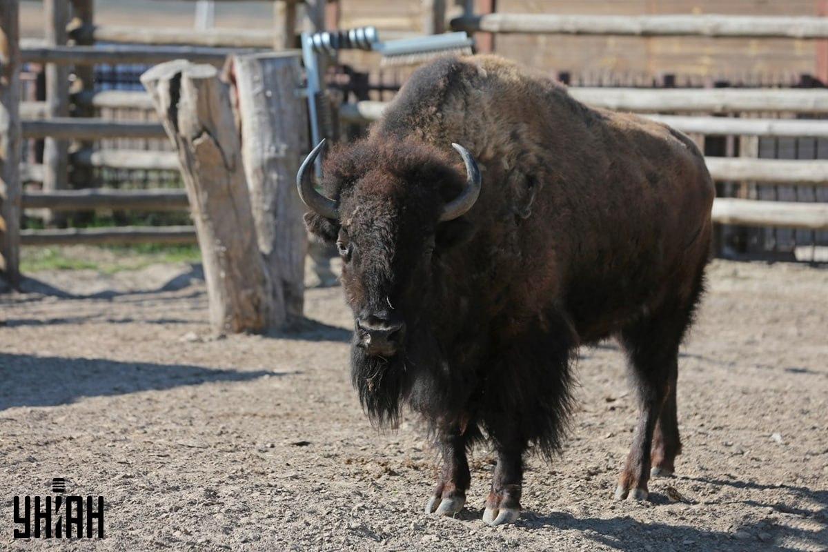 Försök hitta sparven på pusslet i tid / collage med Moje-foto Försök att hitta sparven på pusslet i tid / collage med Moje-foto