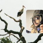 Alla ser storkar, och bara en "titan" hittar en duva: ett komplext pussel Alla ser storkar, och bara en ”titan” hittar en duva: