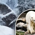 Bara de mest uppmärksamma hittar björnen på 8 sekunder: optisk illusion för genier Bara de mest uppmärksamma hittar björnen på 8 sekunder: optisk