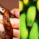 Det är bara ett fåtal som klarar av det: bara personer med hög IQ kan hitta en orm bland bananer. Det är bara ett fåtal som klarar av det: bara