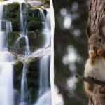 Du måste ha en hög IQ för att hitta en ekorre i skogen på 9 sekunder: ett klurigt pusselspel Du måste ha en hög IQ för att hitta en