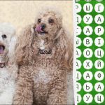 Du måste ha ögon som en örn för att hitta ordet "pudel" på 10 sekunder: ett utmanande pusselspel Du måste ha ögon som en örn för att hitta