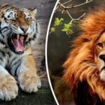 Dubbelt så stor som ett lejon och 20 gånger starkare än en människa: vad en liger är och hur den ser ut Dubbelt så stor som ett lejon och 20 gånger starkare