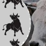 Endast ett pusselgeni kan göra det: hitta den "speciella" tjuren på 4 sekunder Endast ett pusselgeni kan göra det: hitta den ”speciella” tjuren