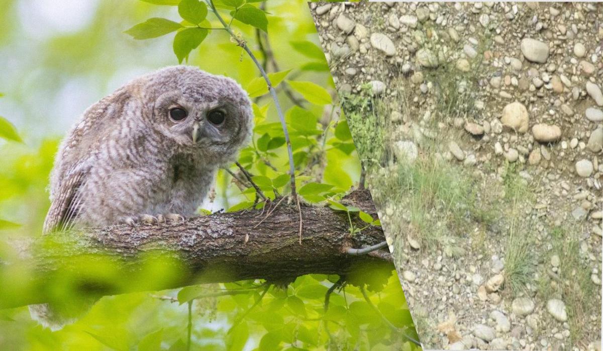 Endast mycket uppmärksamma människor kan hitta ugglan på pusslet på 5 sekunder / Collage Moje, foto av Moje, foto av The Sun / Redit