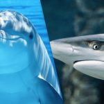 Förvånansvärt svårt pussel: du måste hitta en haj bland delfinerna på 9 sekunder Förvånansvärt svårt pussel: du måste hitta en haj bland delfinerna