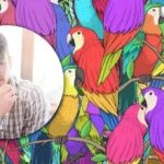 Hitta fjärilen bland papegojorna: ett ganska utmanande pussel för megabrains Hitta fjärilen bland papegojorna: ett ganska utmanande pussel för megabrains