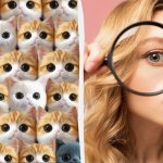 Var är den riktiga katten: ett fantastiskt pussel som ska lösas på 6 sekunder Var är den riktiga katten: ett fantastiskt pussel som ska