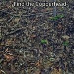 Var är ormen på bilden: man måste vara lika uppmärksam