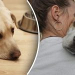 Varför din hund plötsligt slutar äta: djurägare bör slå larm Varför din hund plötsligt slutar äta: djurägare bör slå larm