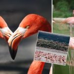 Varför flamingos är rosa och vilken färg de egentligen har: svaret kommer att förvåna dig Varför flamingos är rosa och vilken färg de egentligen har: