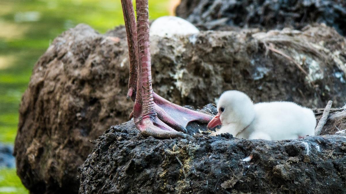 Liten flamingo i boet  En flamingounge i ett bo